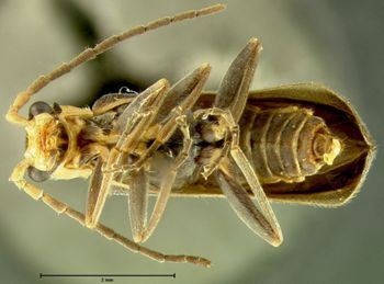 Media type: image;   Entomology 24182 Aspect: habitus ventral view